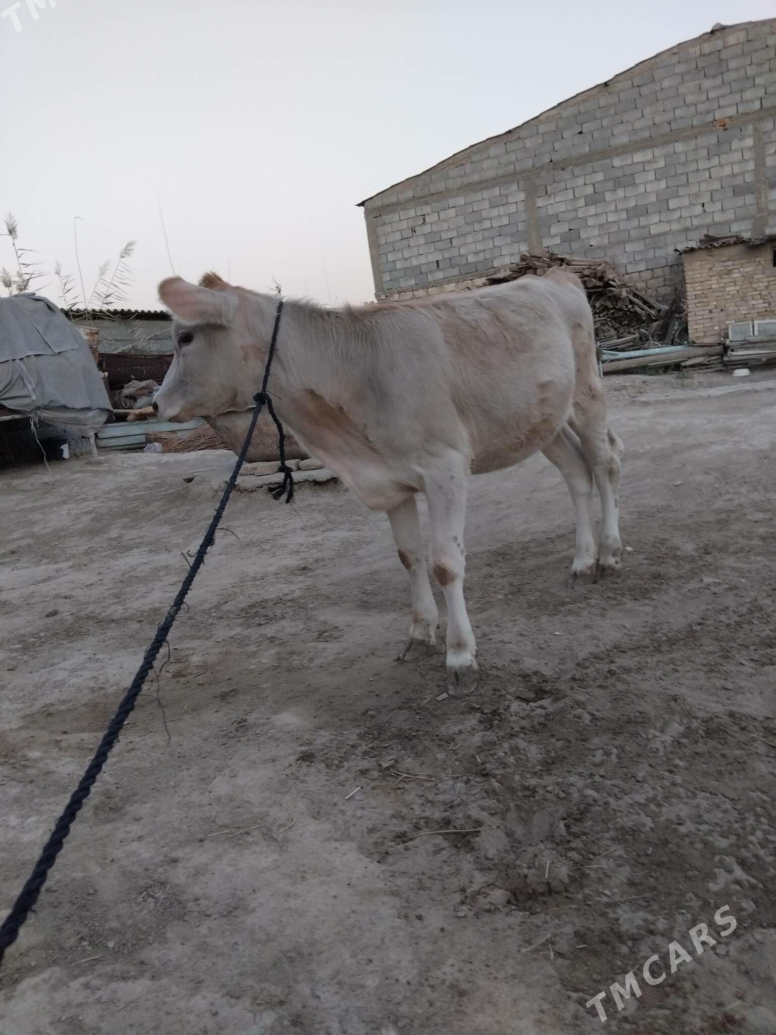 OKûz TÛWE SWES MAL TOHIM - Aşgabat - img 2