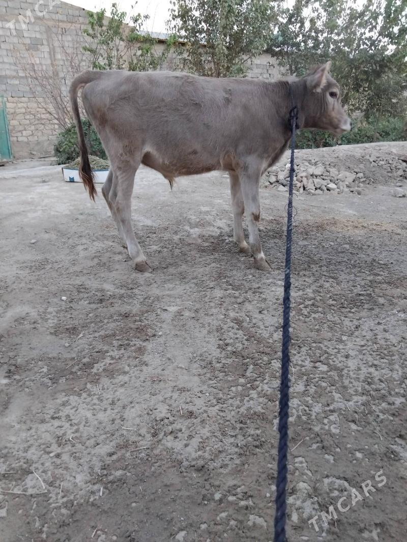 OKûz TÛWE SWES MAL TOHIM - Aşgabat - img 5