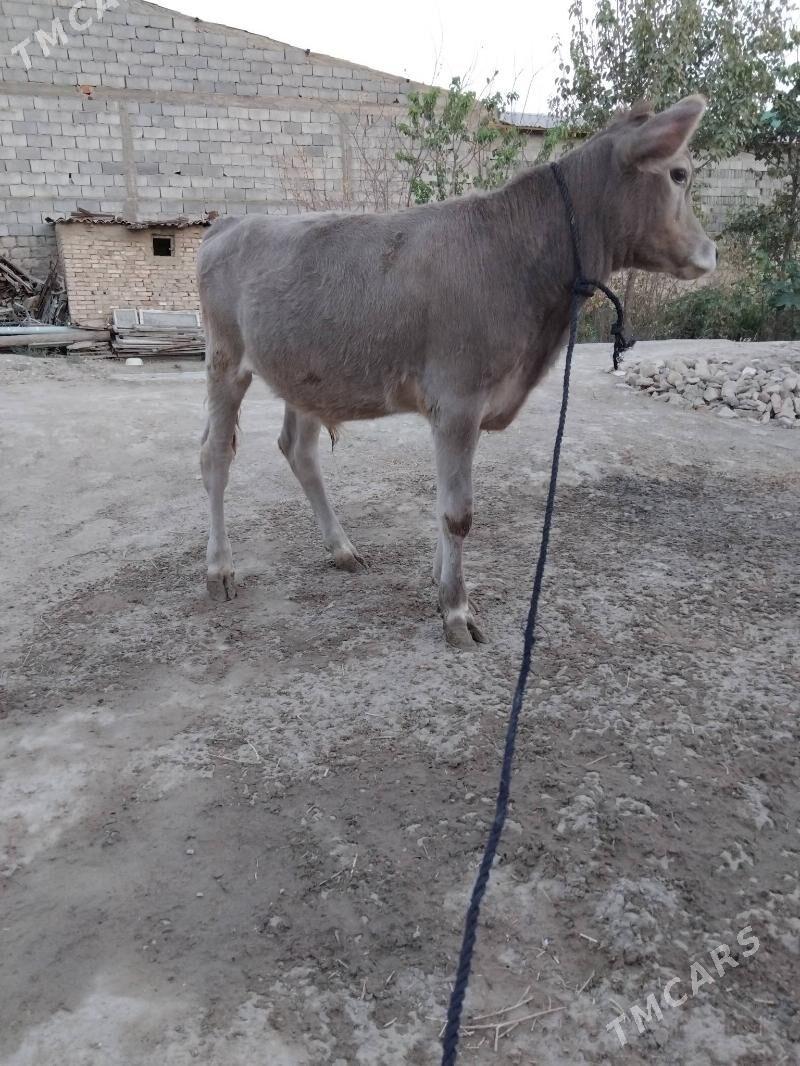 OKûz TÛWE SWES MAL TOHIM - Aşgabat - img 4