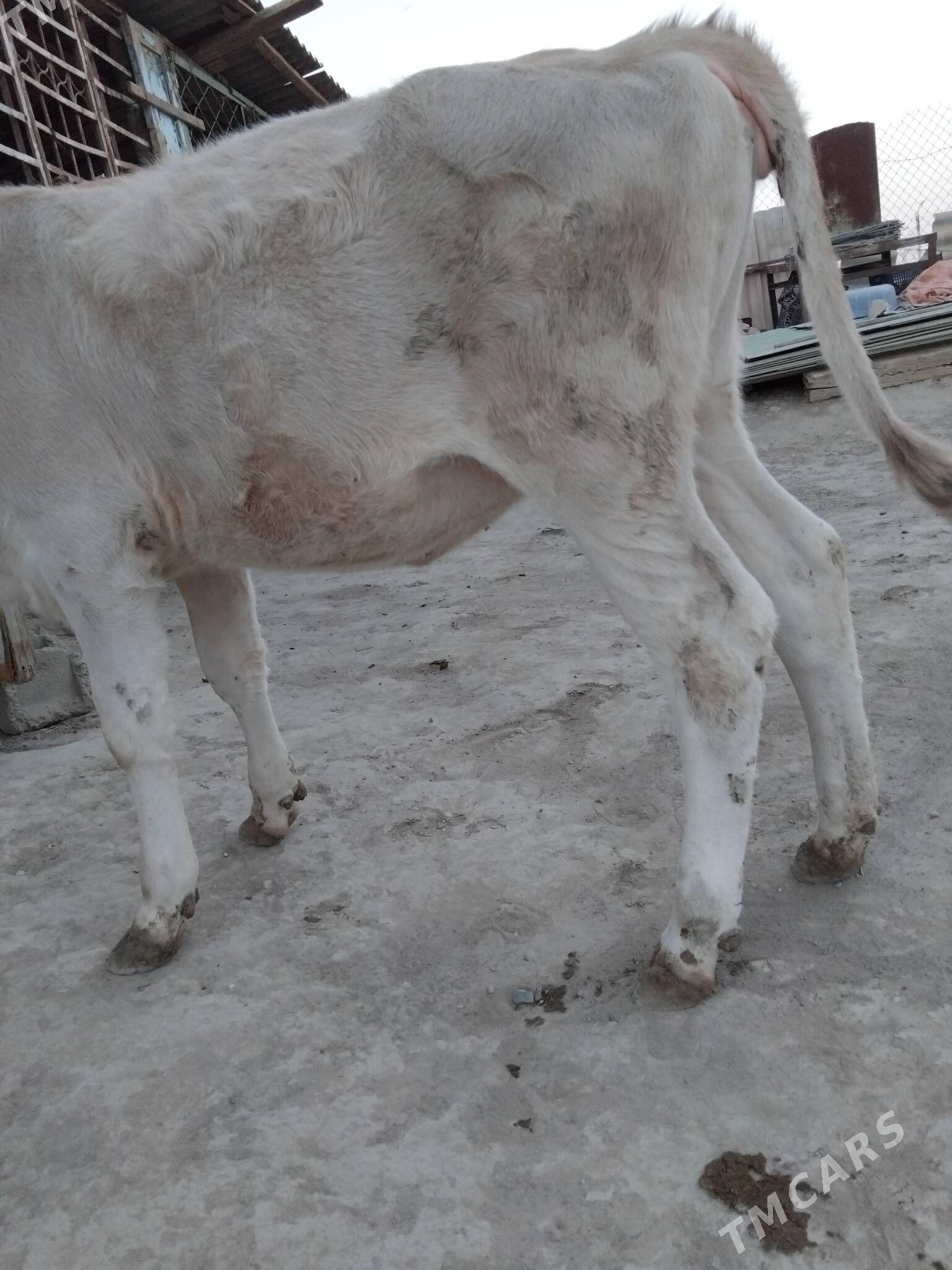 OKûz TÛWE SWES MAL TOHIM - Aşgabat - img 3