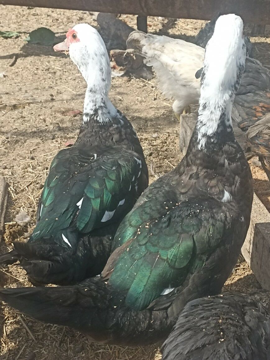 Indautkada ordek - Çoganly - img 4