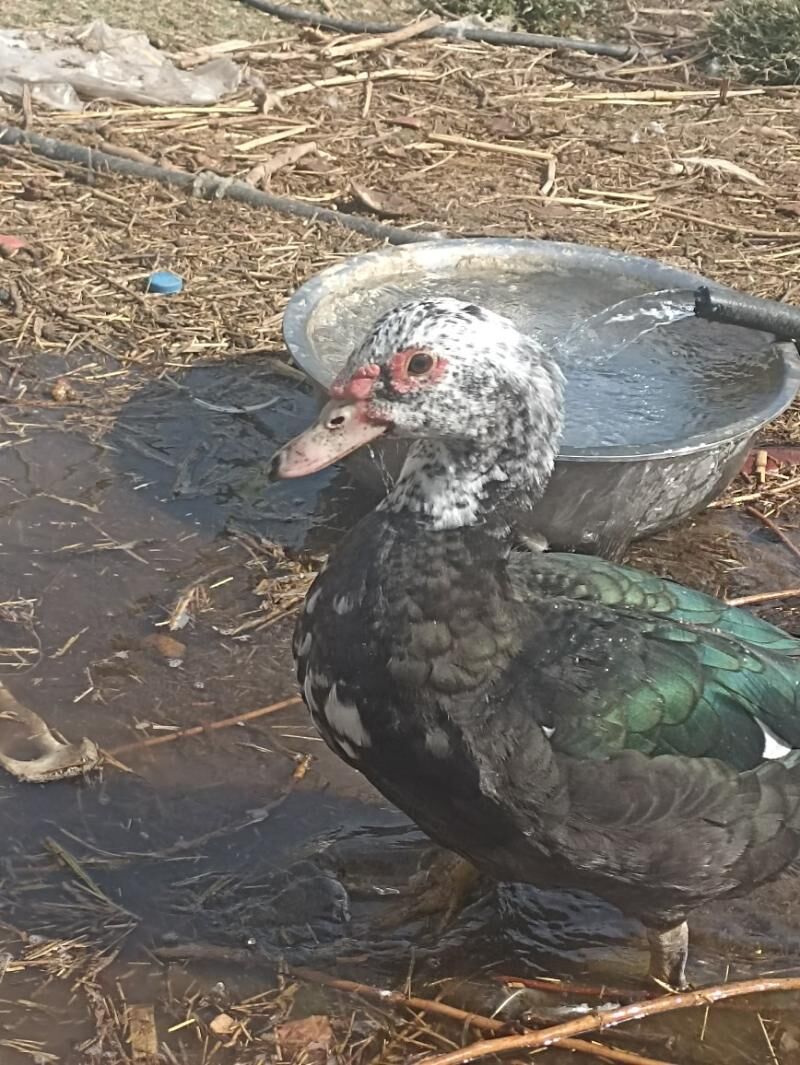 Indautkada ordek - Çoganly - img 3