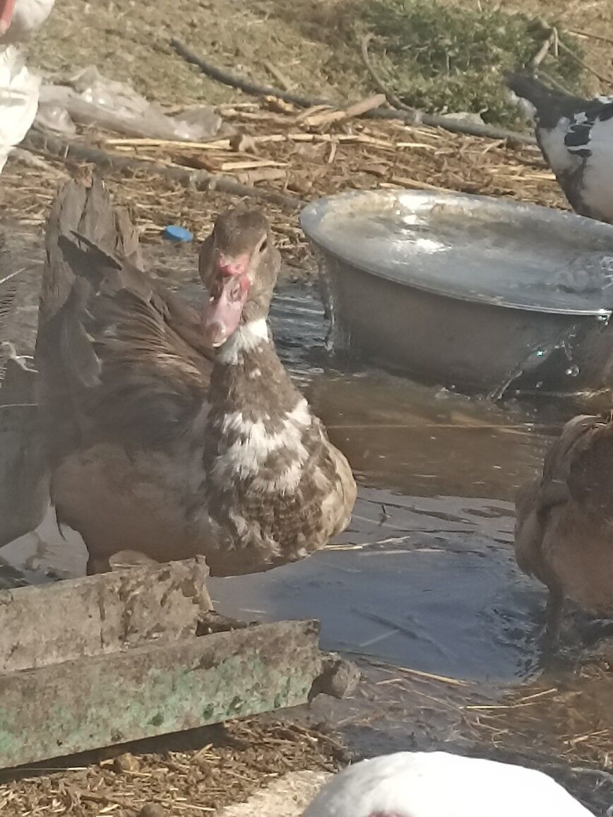 Indautkada ordek - Çoganly - img 2