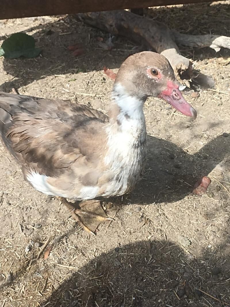 Indautkada ordek - Çoganly - img 5