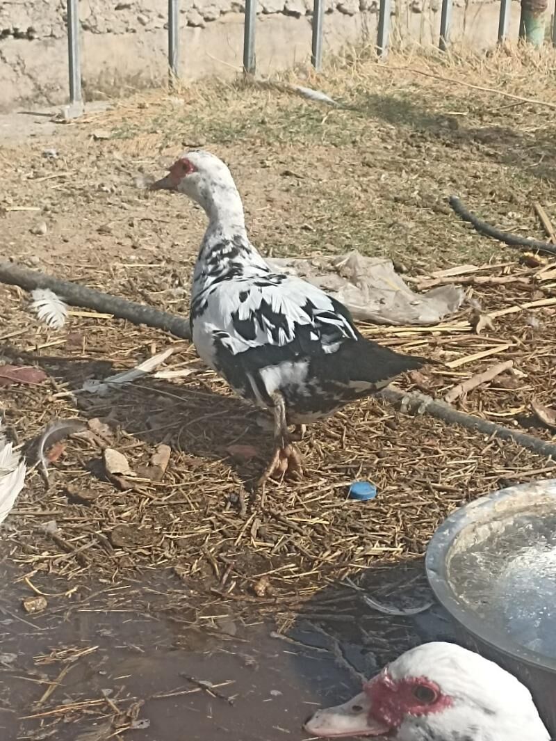 Indautkada ordek - Çoganly - img 1