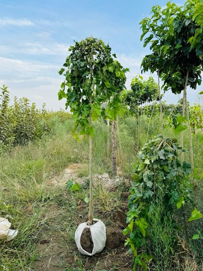 şatut - Кака - img 3