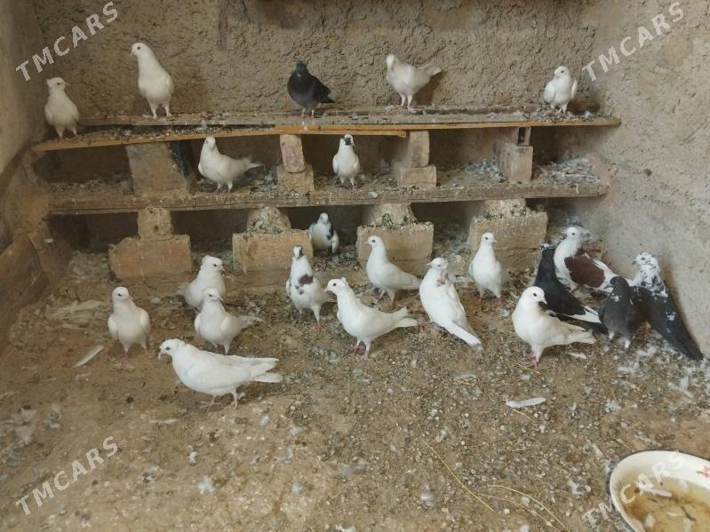 kepder - Magdanly - img 3