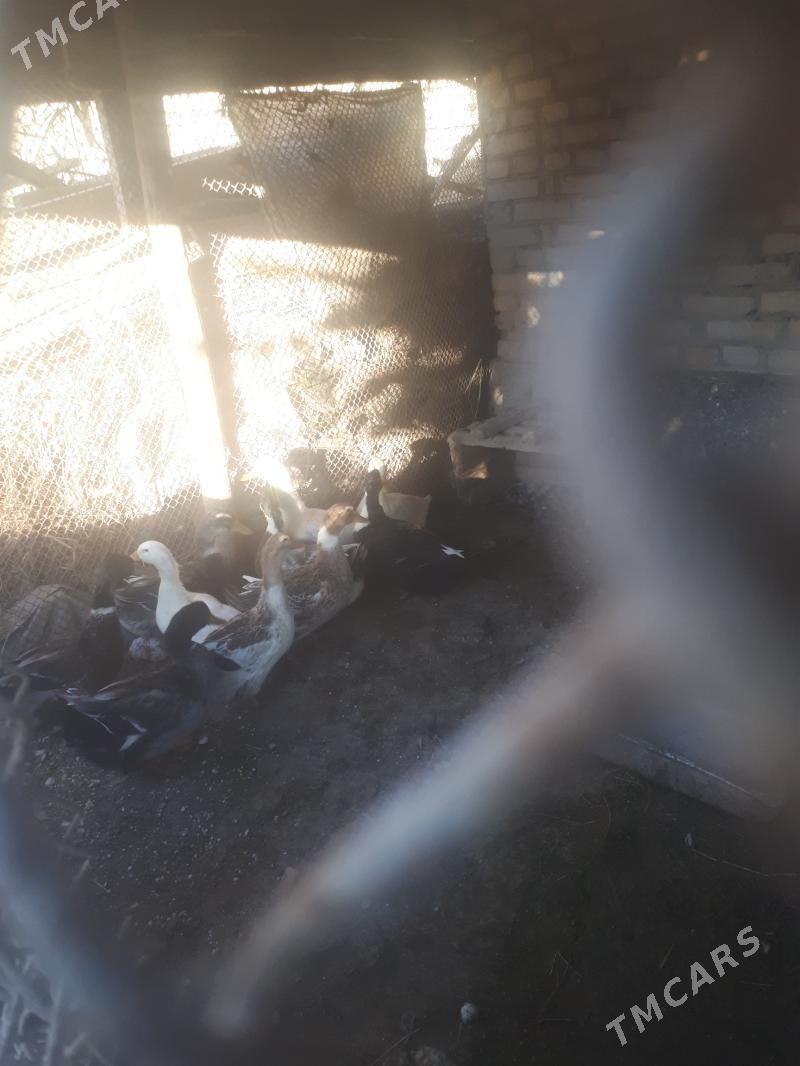 ördek - Çärjew - img 3