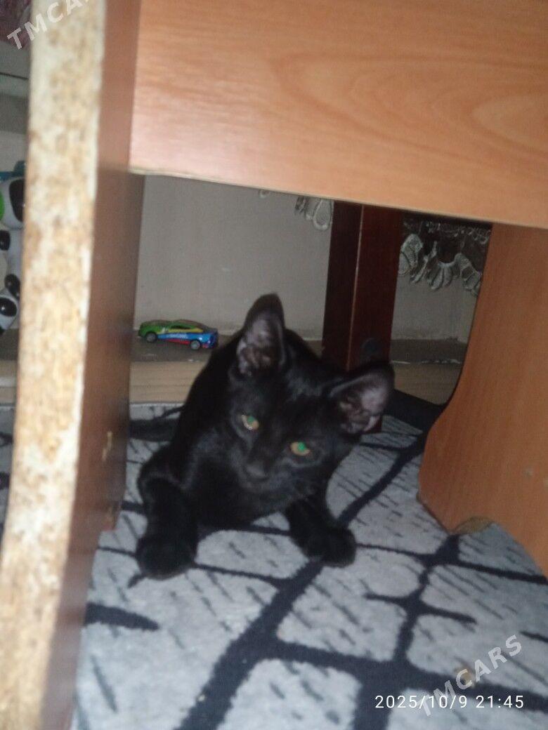 котята - Ашхабад - img 1