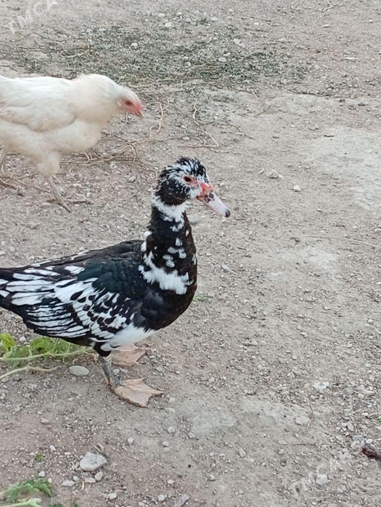 Ordek Mus mus - Балканабат - img 1