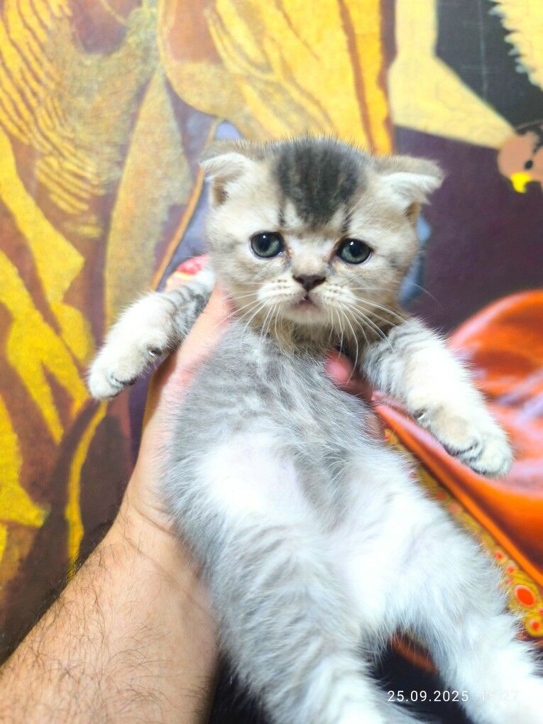 ШОТЛАНДСКИЕ КОТЯТА - Ашхабад - img 2