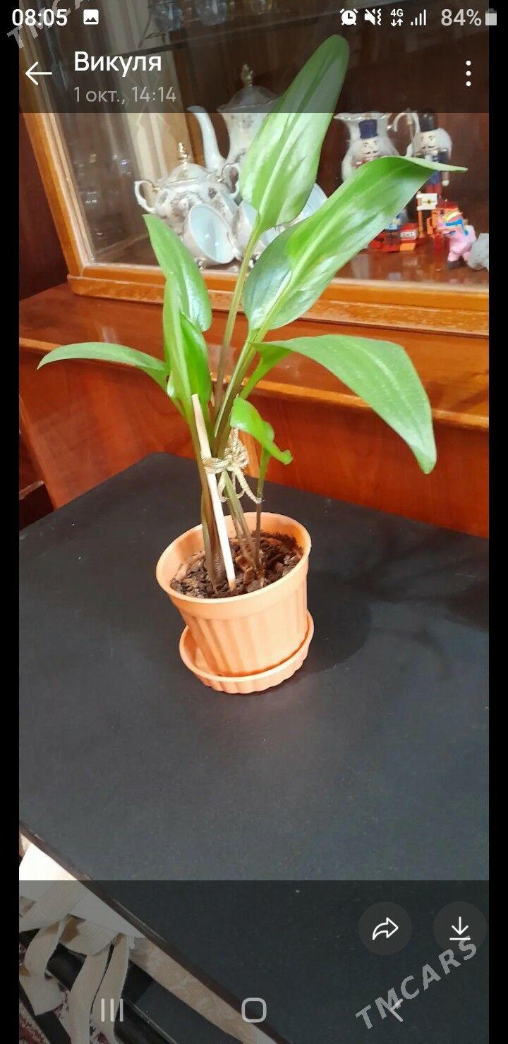 Сингониум - Гаудан "Б" - img 1