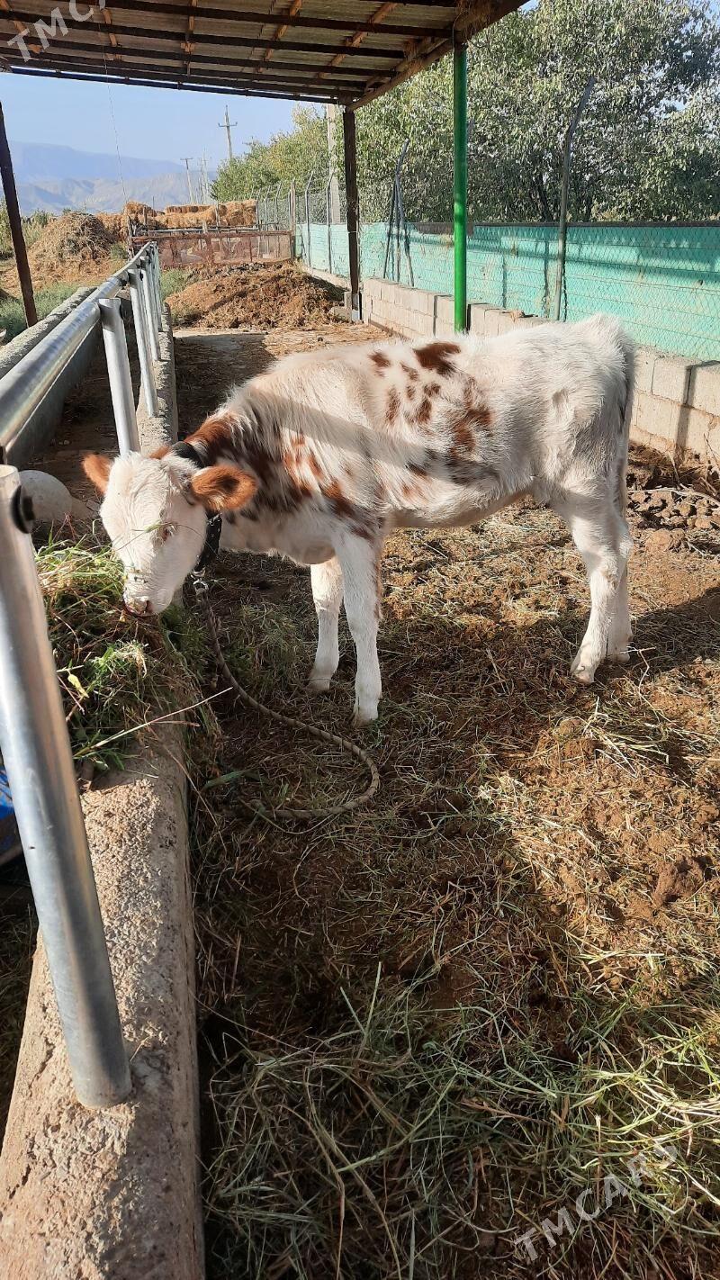 Golel Sygyr - Gökdepe - img 1