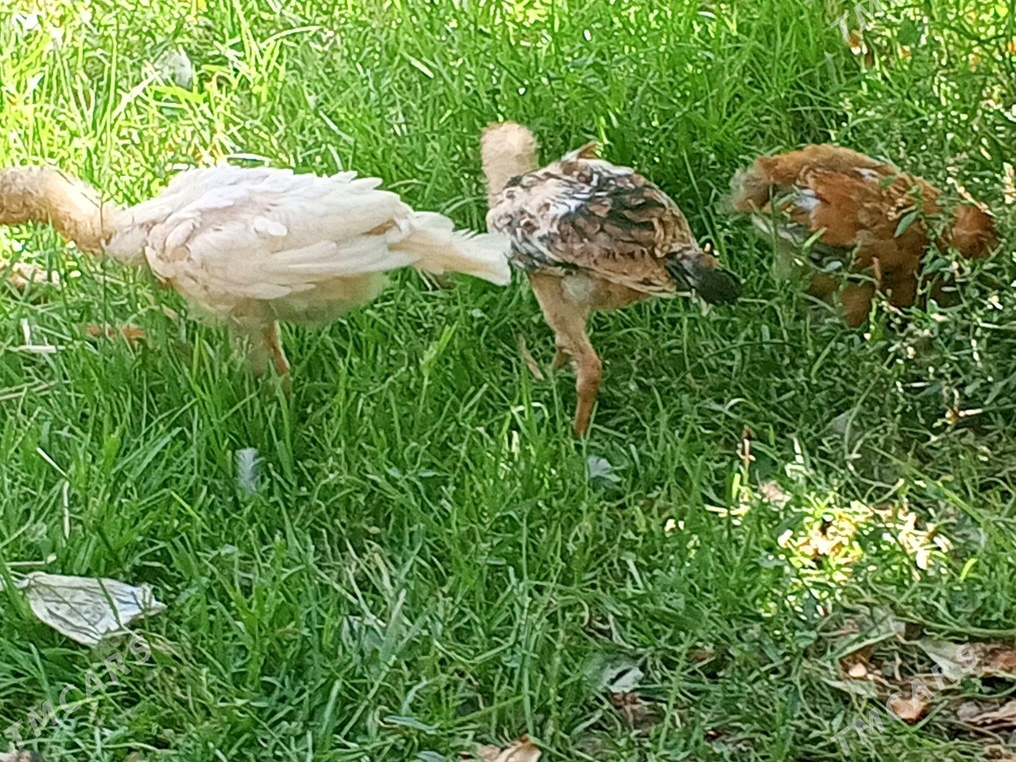 taskent towuklar - Кака - img 1