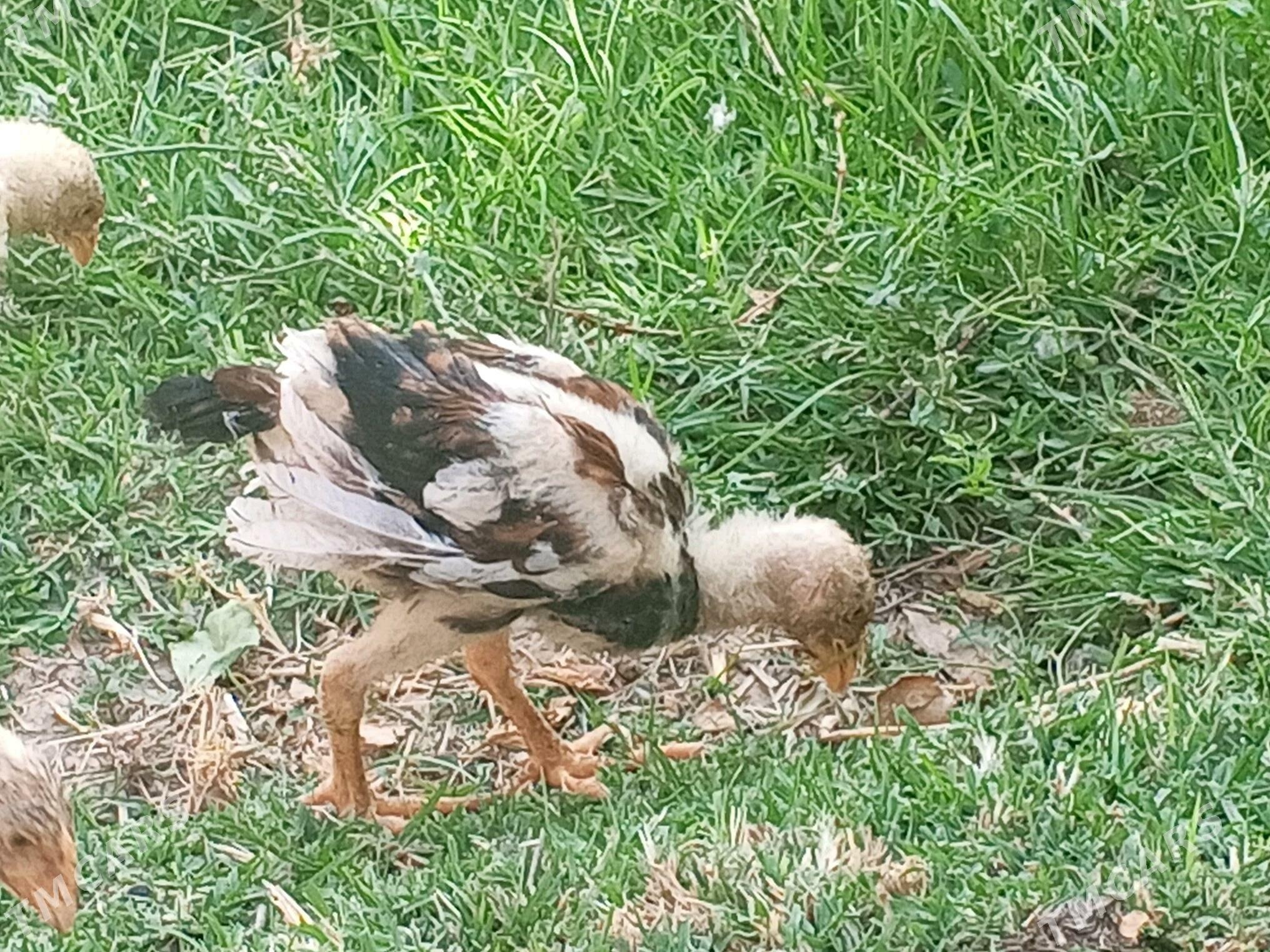 taskent towuklar - Кака - img 3