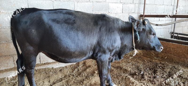 Tüwe gbrit - Bäherden - img 8