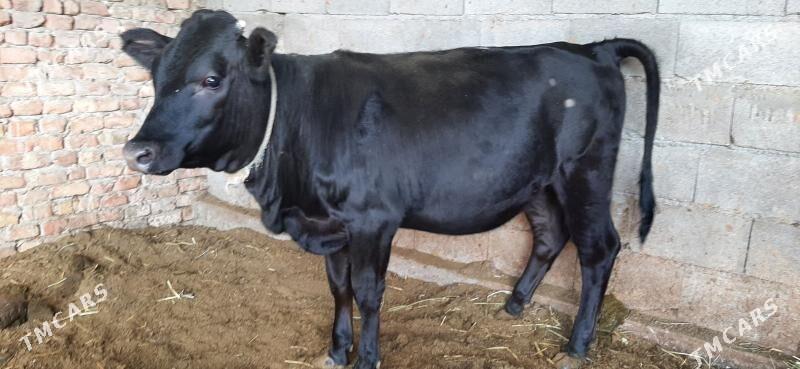 Tüwe gbrit - Bäherden - img 7