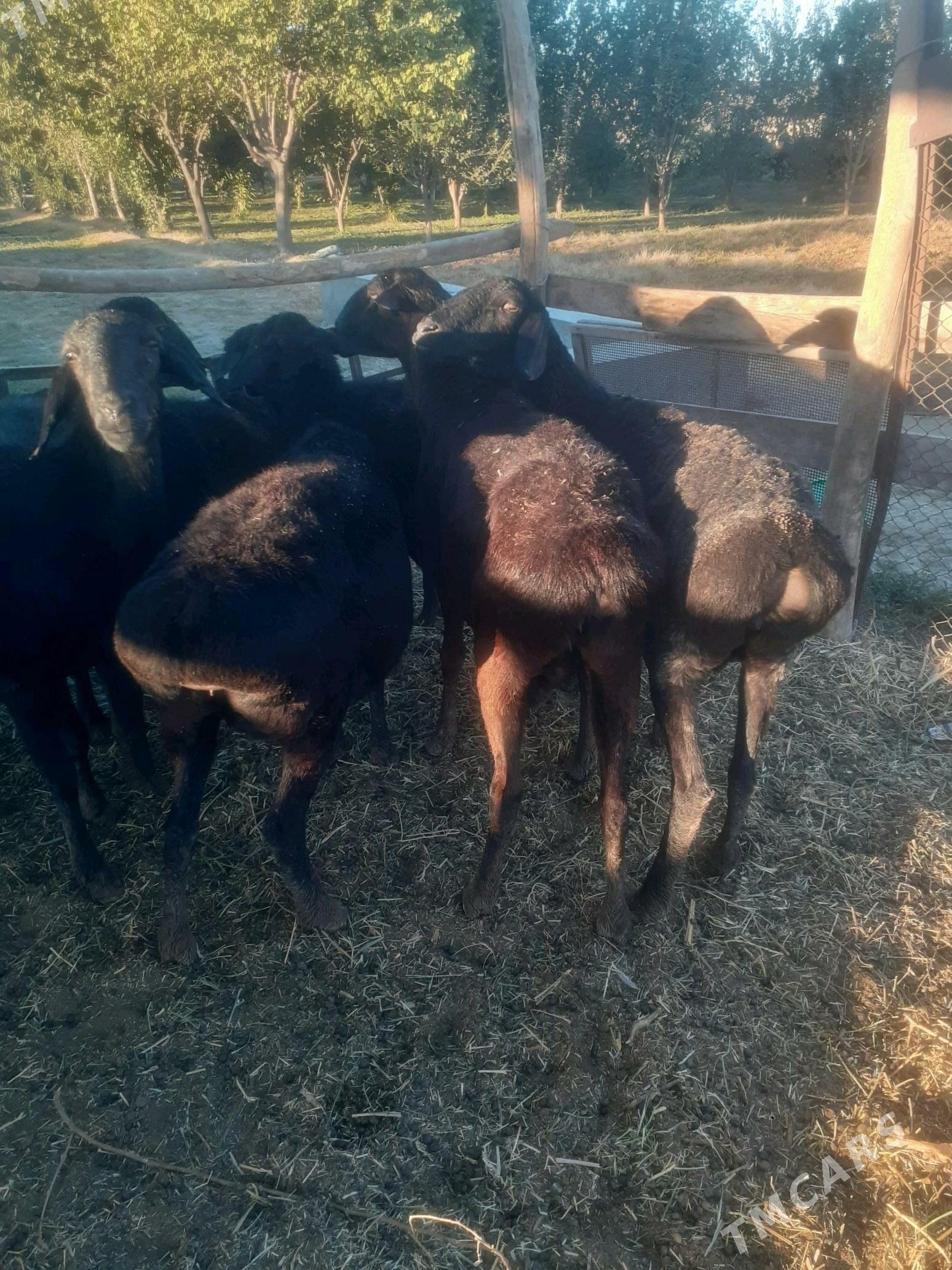 gisar goyunlar - Çärjew - img 1