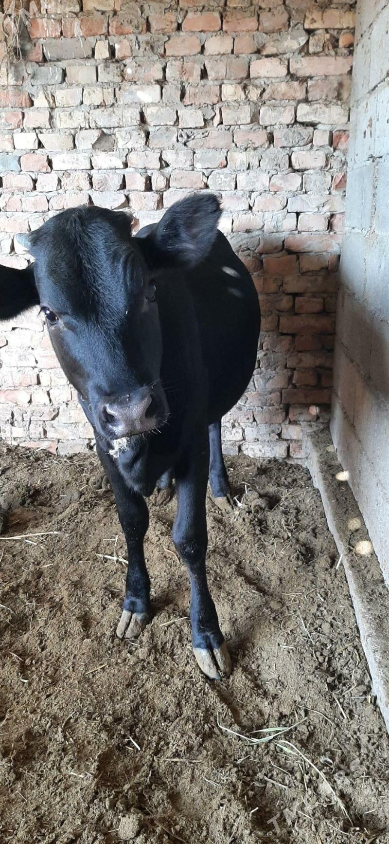 Tüwe gbrit - Bäherden - img 4