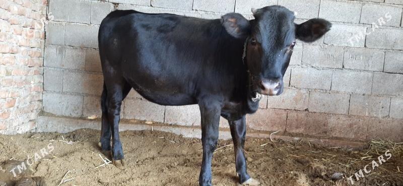 Tüwe gbrit - Bäherden - img 3