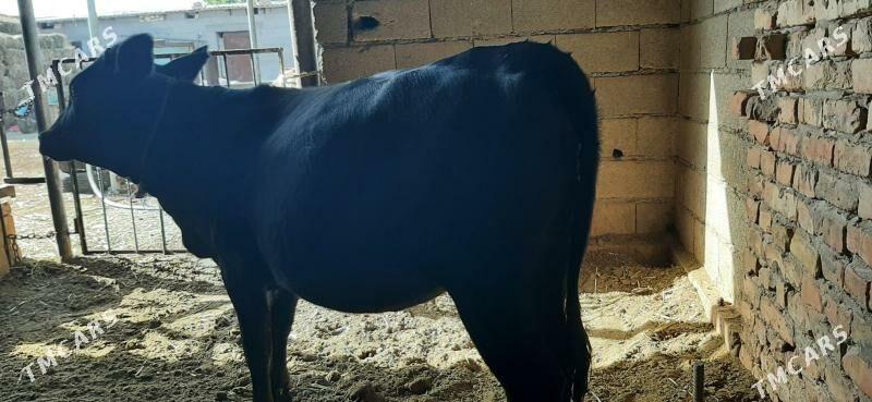 Tüwe gbrit - Бахарден - img 1