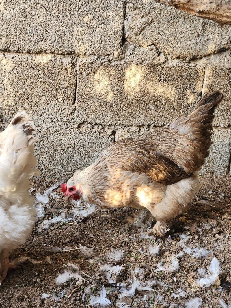 Towuk - Çoganly - img 1