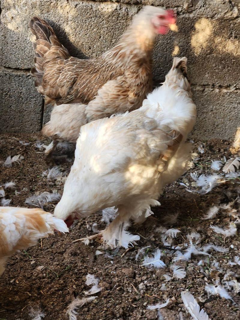 Towuk - Çoganly - img 2