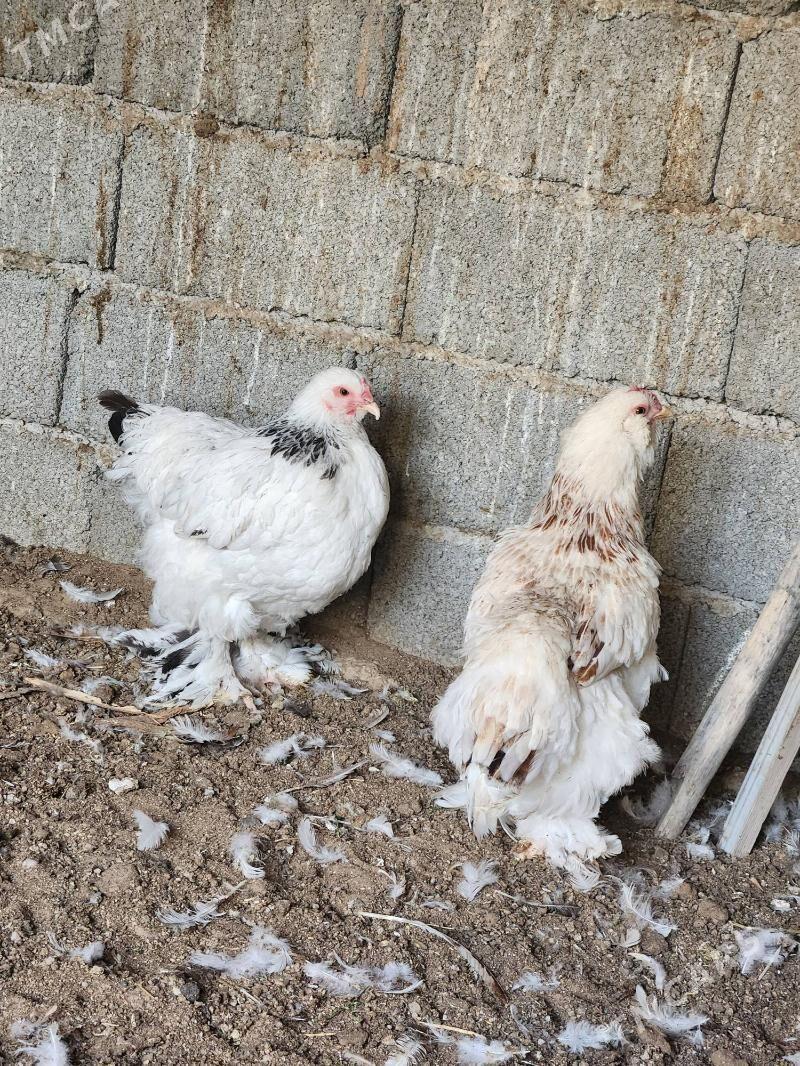 Towuk - Çoganly - img 4