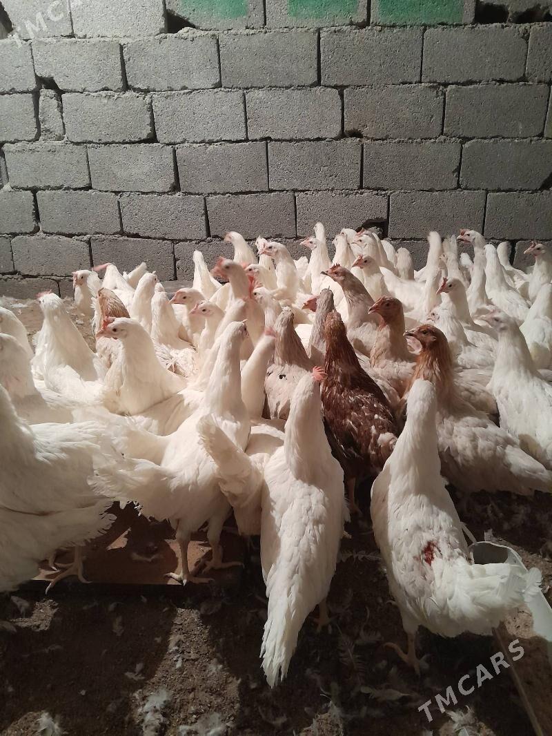 towuk ỳaşajyk - Çoganly - img 2