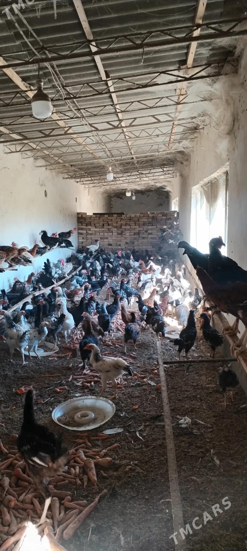 Towuk - Дянев - img 3