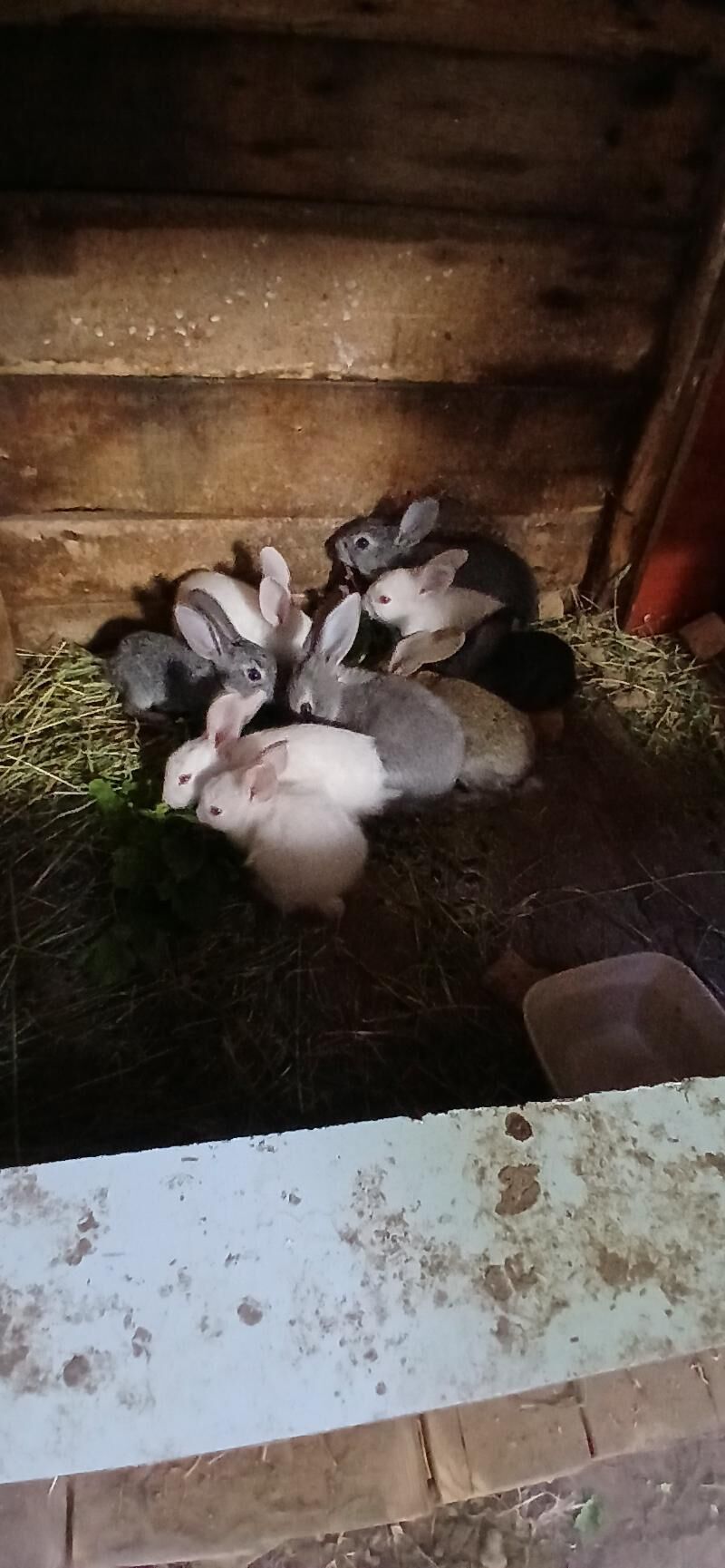 кролики - Ашхабад - img 1