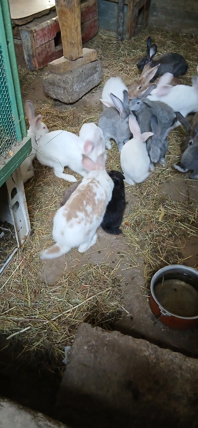 кролики - Ашхабад - img 3