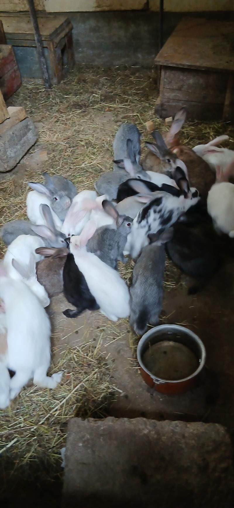 кролики - Ашхабад - img 2