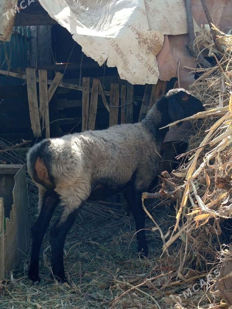GYSAR  TOKLY - Aşgabat - img 2