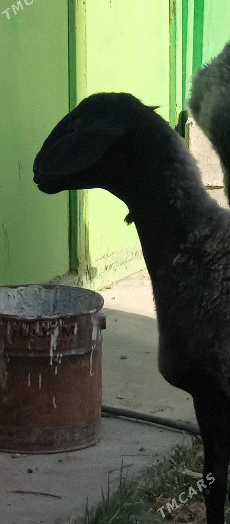 GYSAR  TOKLY - Aşgabat - img 3