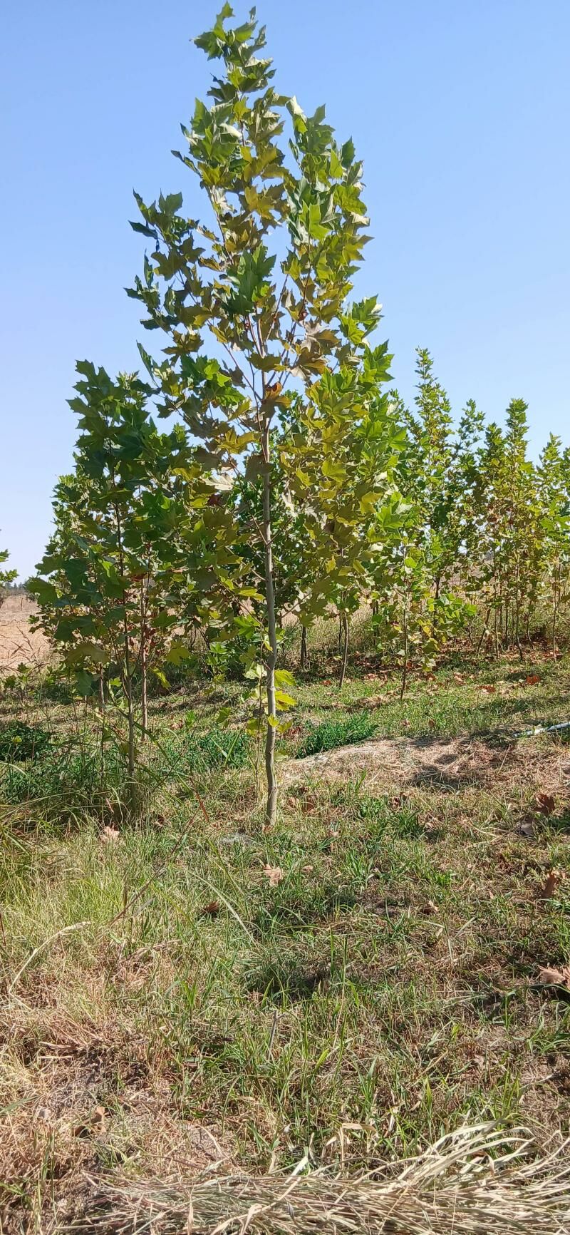 çinar - Ашхабад - img 1