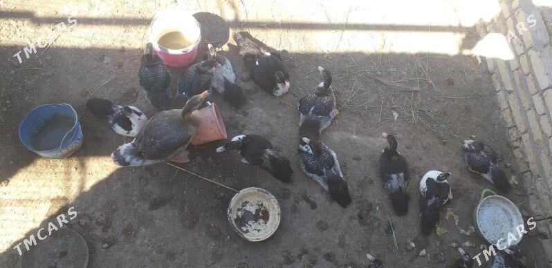 ördek - Туркменабат - img 2