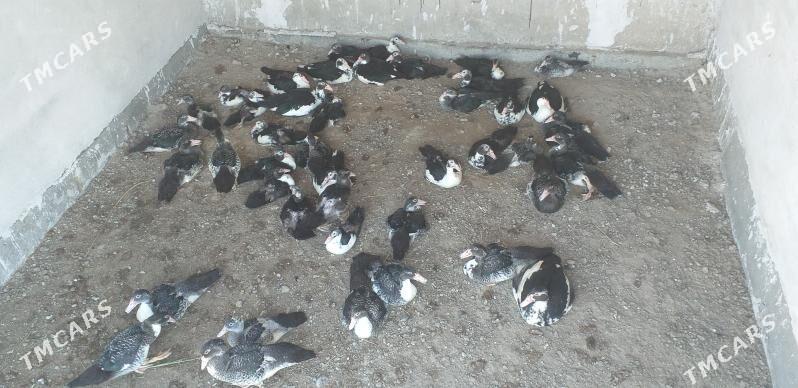 ördek - Туркменабат - img 1