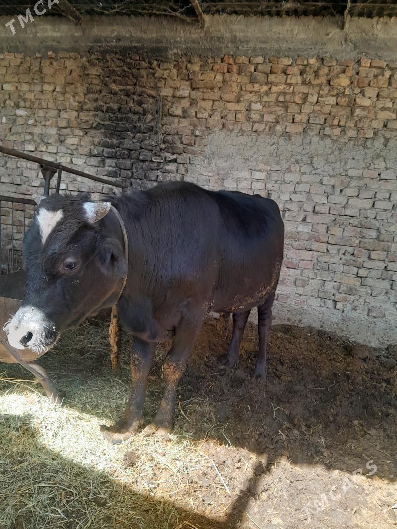 Okuz - Gökdepe - img 1