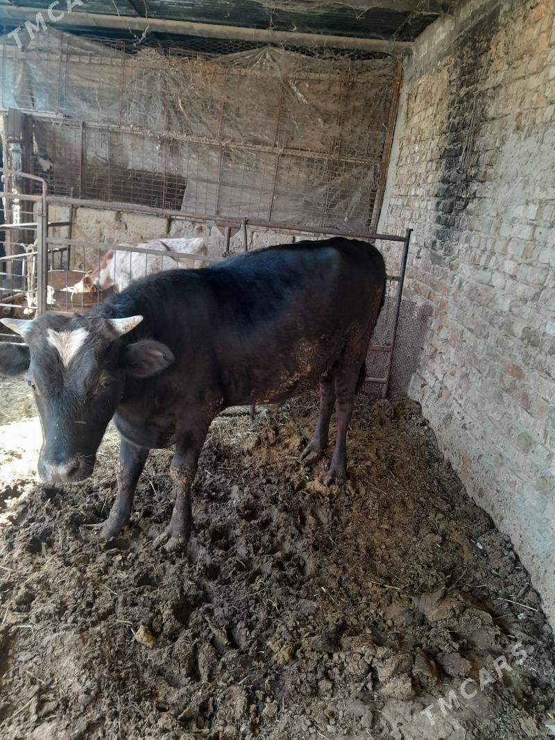 Okuz - Gökdepe - img 4