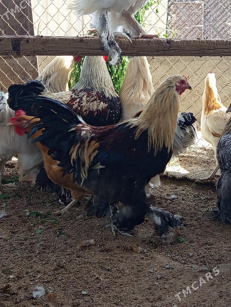 brama horoz - Gökdepe - img 8