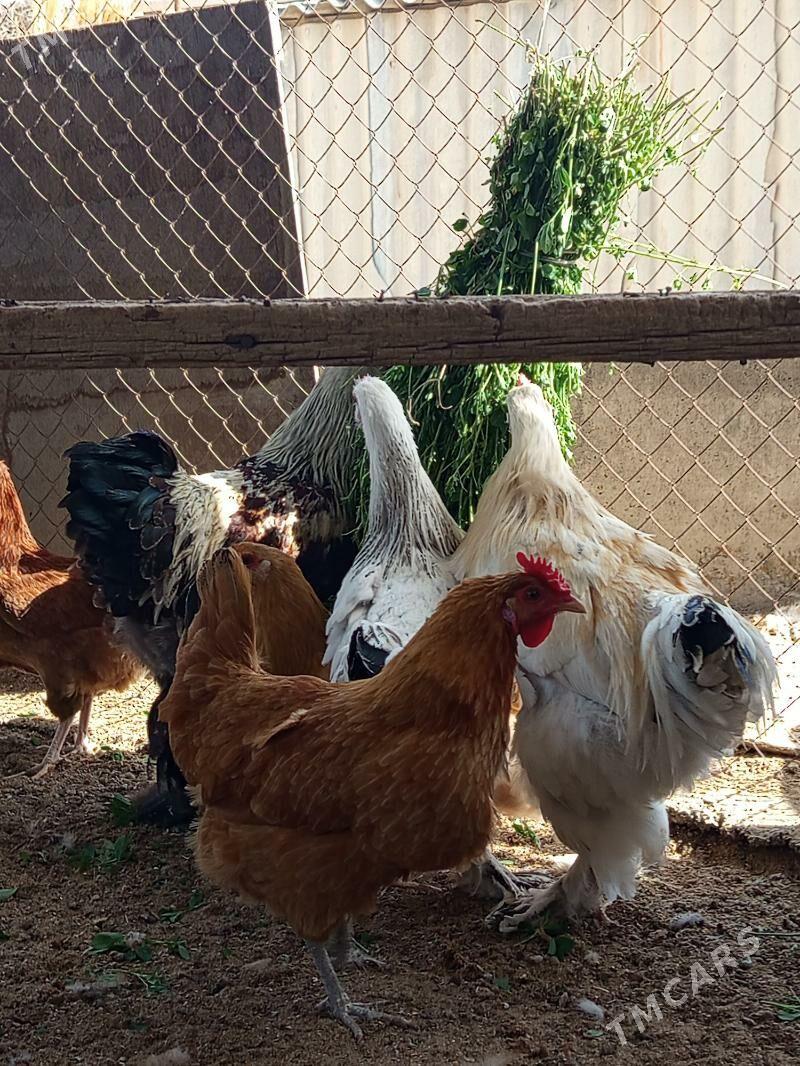 brama horoz - Gökdepe - img 3