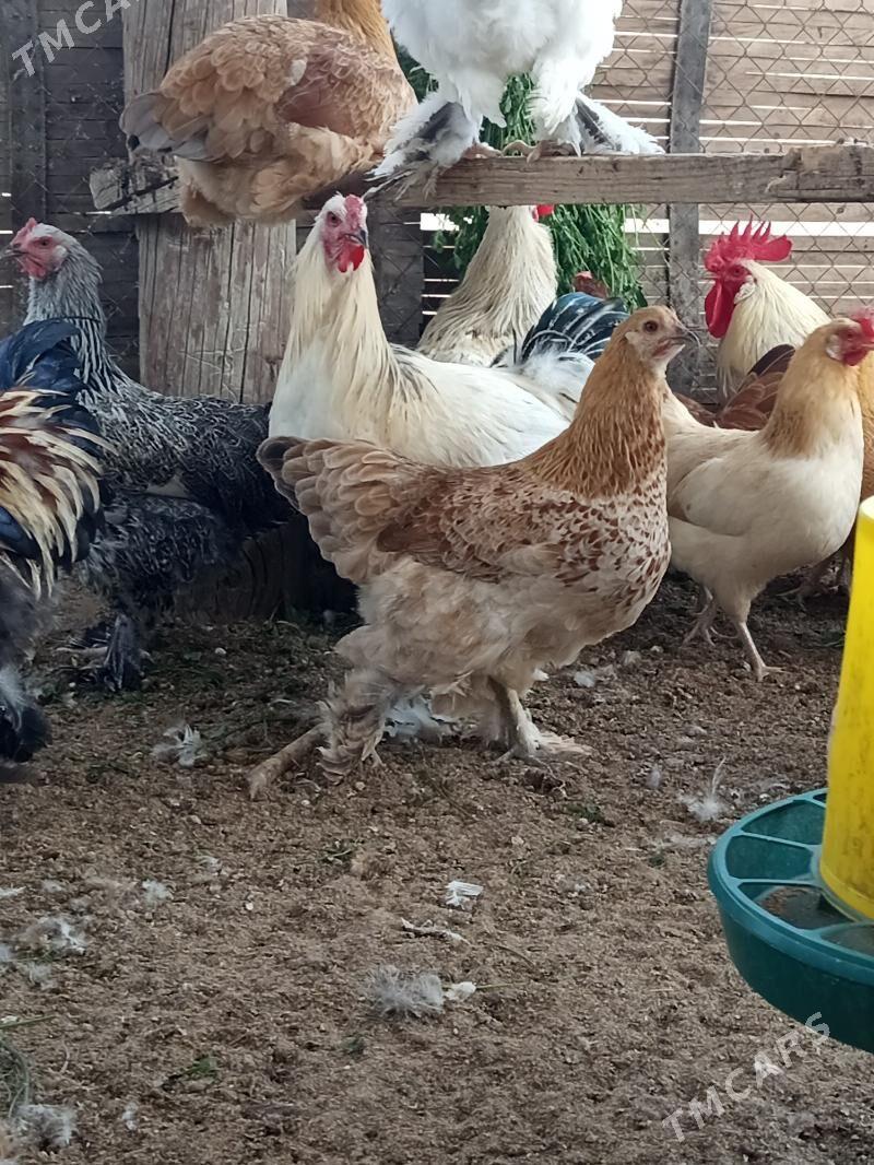 brama horoz - Gökdepe - img 5