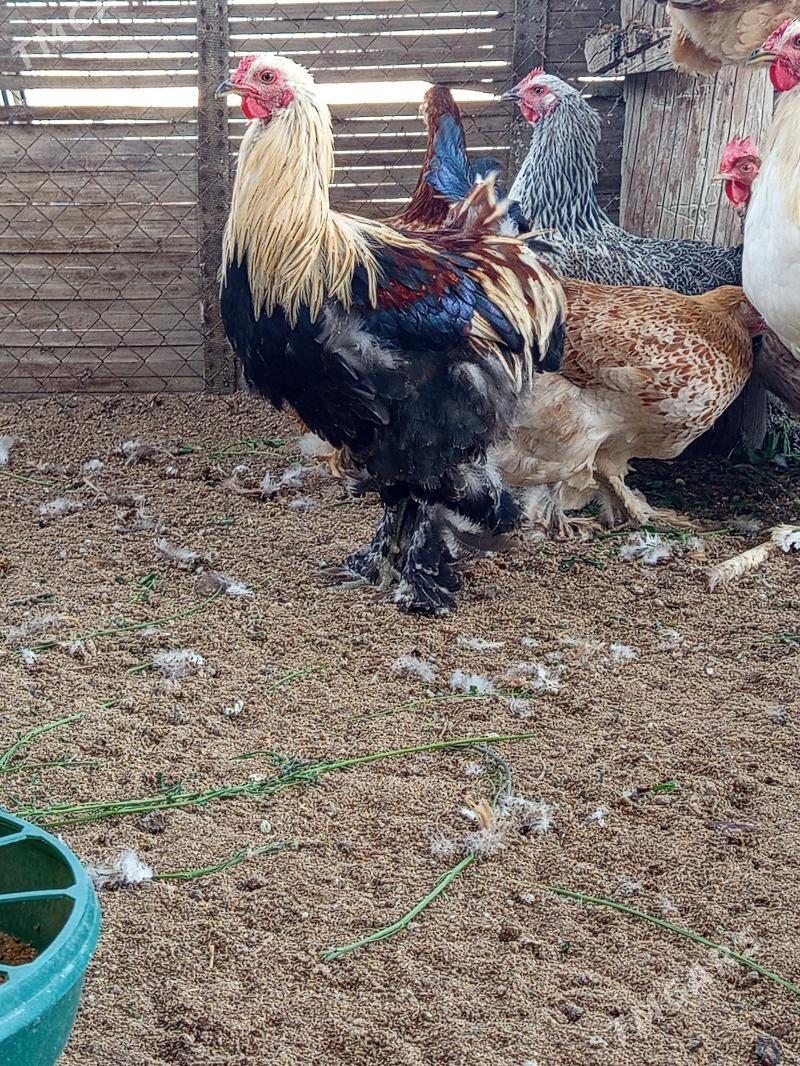 brama horoz - Gökdepe - img 7