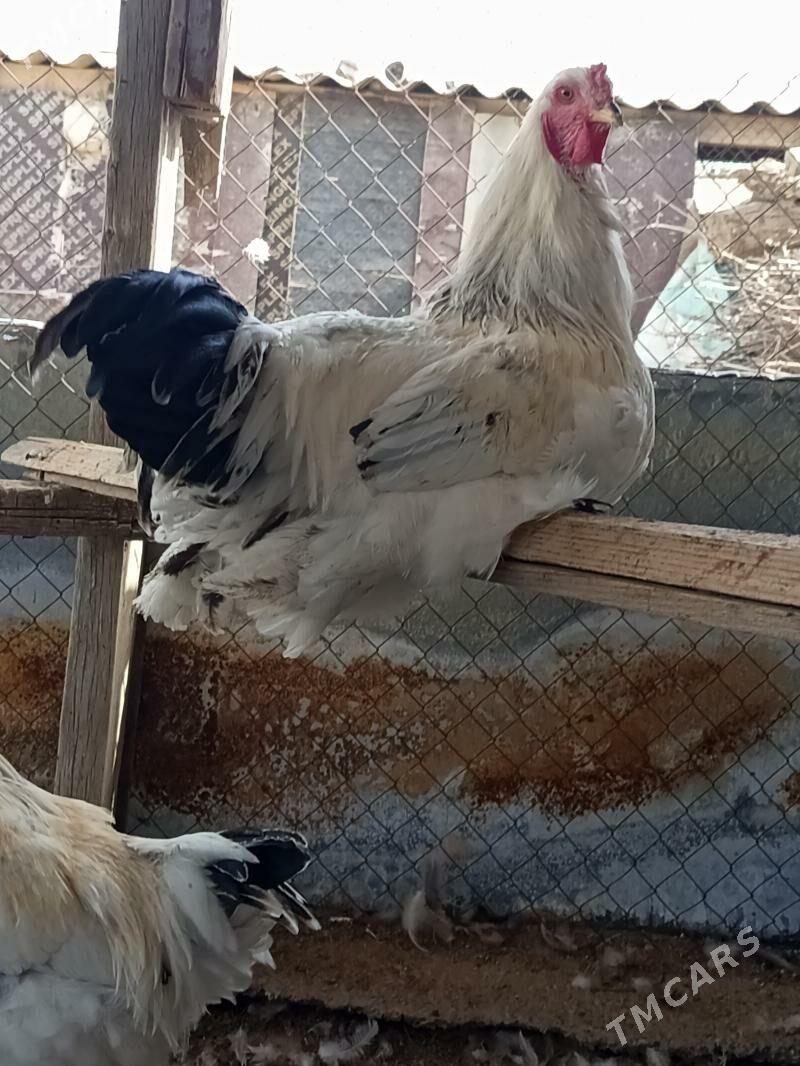 brama horoz - Gökdepe - img 6