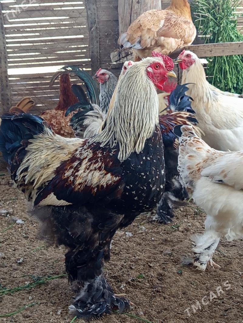 brama horoz - Gökdepe - img 4