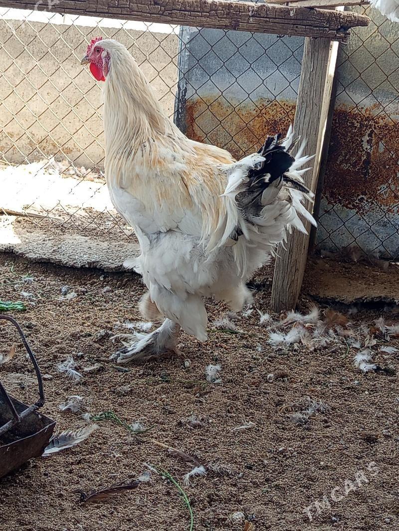 brama horoz - Gökdepe - img 2