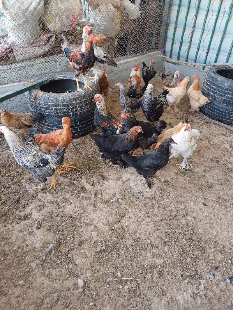 Towuk - Ашхабад - img 2