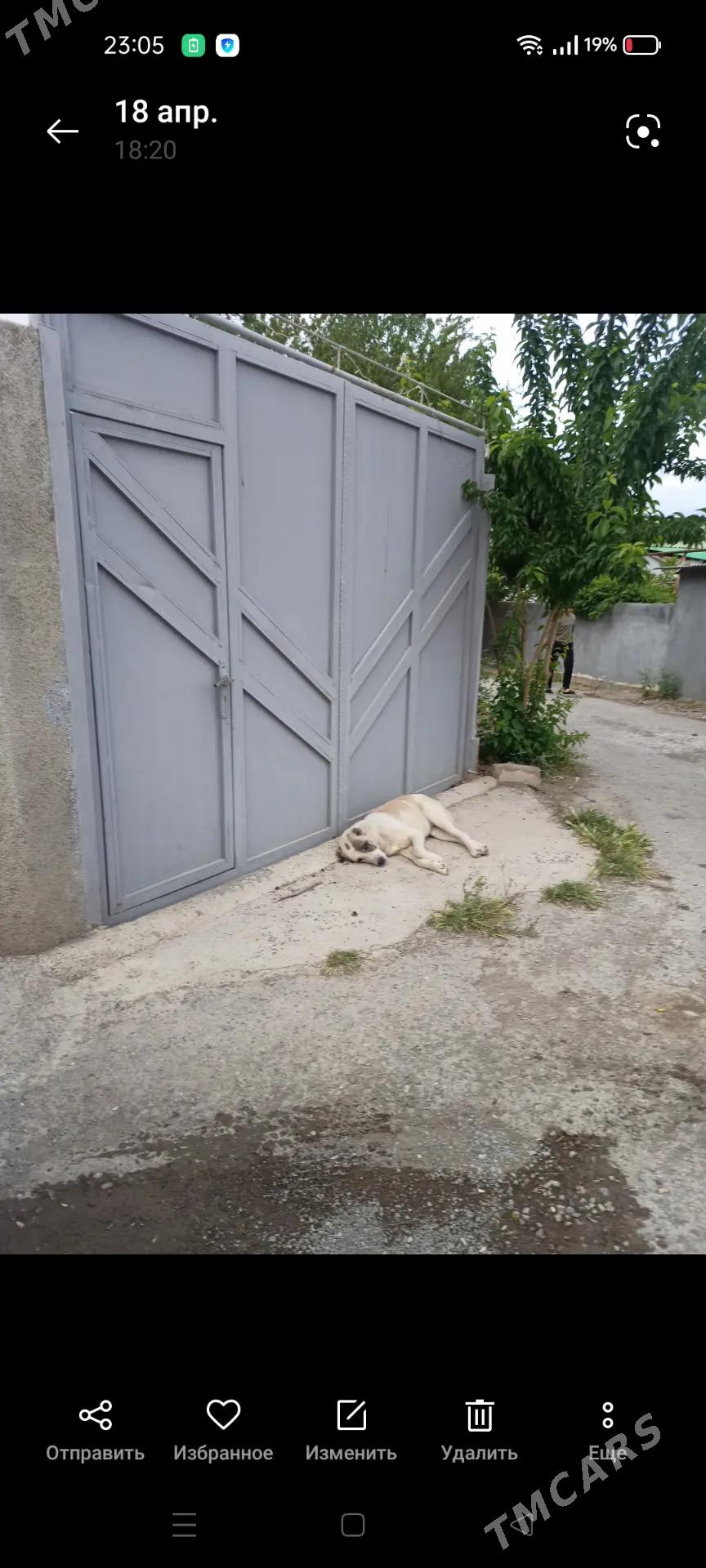 SATLYK BUZMEIN FINSKIY JAY - Büzmeýin - img 1