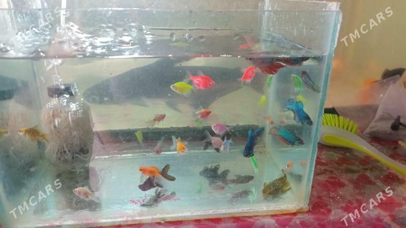 ТЕРНЕЦИИ  И ЗОЛОТЫЕ - Daşoguz - img 1